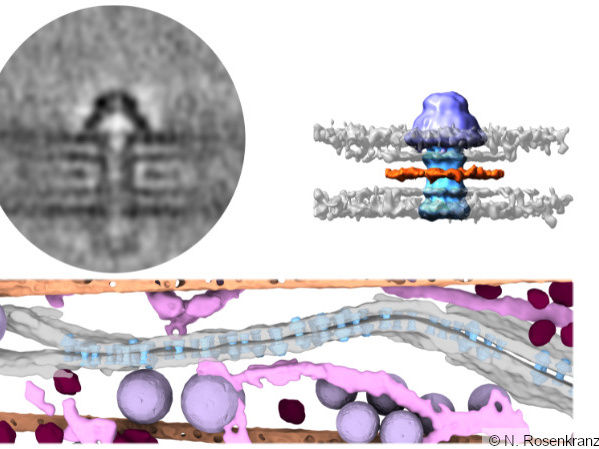 How an Invisible “Cap” could control Electrical Synapses - New Building Blocks of Cell Communication